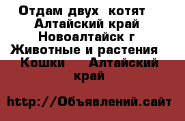 Отдам двух  котят  - Алтайский край, Новоалтайск г. Животные и растения » Кошки   . Алтайский край